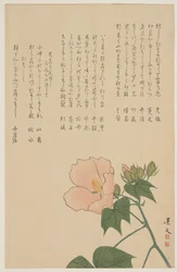Rose confédérée, vers 1818-1829